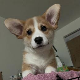 Congee (Red Cherry Float Stone) - Fawn male Pembroke Welsh Corgi puppy in New York, New York from Ad Astra NYC