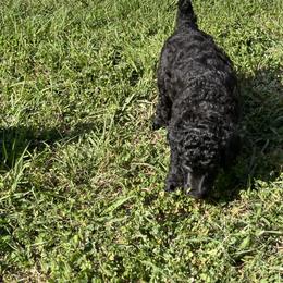 Poodle Puppies from Abbott Standard Poodles