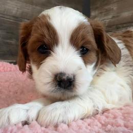 Rory - White female Cavapoo puppy in Camden, Michigan from FurEver Friends Finder