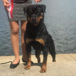 Khaleesi - Rottweiler