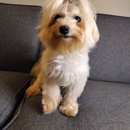 Maltese, Poodle, and Yorkshire Terrier All Grown Up from YorkiesPawsLife