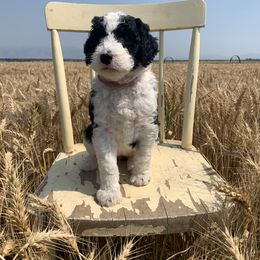 Sheepadoodle Puppies from Bo Peep Sheepadoodles
