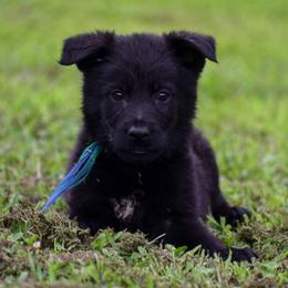 Black boy - Black male German Shepherd puppy in Clarkrange, Tennessee from Vom Wolff