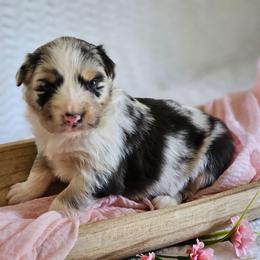 Roscoe - Blue merle male Australian Shepherd puppy in Mountain Grove, Missouri from K Bar H Farms