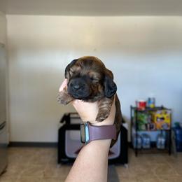 Boy 1 - Sable male Dachshund puppy in Las Animas, Colorado from J&D Dachsies