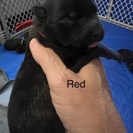 Red - Black brindle female Dutch Shepherd puppy in Raceland, Louisiana from Fontana Farm