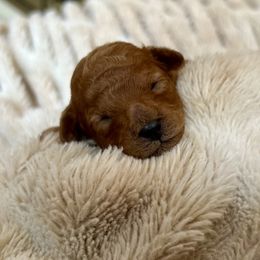 Hazelnut - Brown female Cavapoo puppy in Milton, Pennsylvania from Nita's Poodle Pooche's