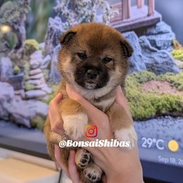 COPPER - Red female Shiba Inu puppy in Minnesota from BonsaiShibas