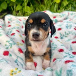 Birdie - Black and tan female Dachshund puppy in Vevay, Indiana from Works Farm Dachshunds