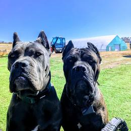 Sea - Cane Corso