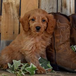 Potsie - Yellow Collar - Apricot male Goldendoodle puppy in Macedon, New York from Toodles Goldendoodles