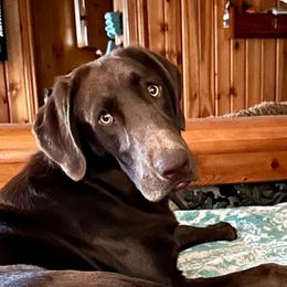 Nicci - Labrador Retriever