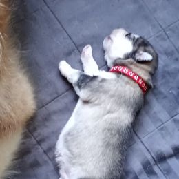 Alaskan Malamute Puppies from River Bend Malamutes