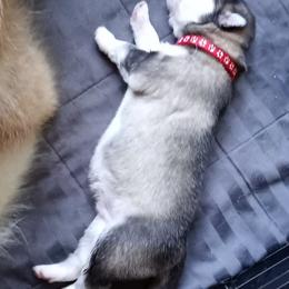 Alaskan Malamute Puppies from River Bend Malamutes