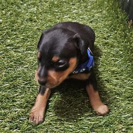 Maverick - Black and rust male Miniature Pinscher puppy in Baton Rouge, Louisiana from Pike's Pups