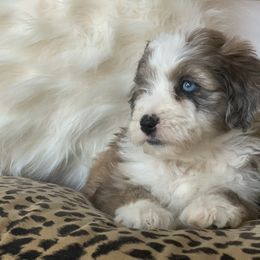 Aussiedoodle, Cavalier King Charles Spaniel, and Toy Australian Shepherd Puppies from Triple Cross Aussies Triple Across Aussiedoodles Cair Paravel Cavaliers