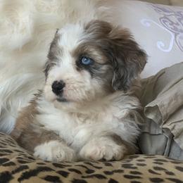 Aussiedoodle, Cavalier King Charles Spaniel, and Toy Australian Shepherd Puppies from Triple Cross Aussies Triple Across Aussiedoodles Cair Paravel Cavaliers