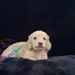 Venus - Cream female Dachshund puppy in Peyton, Colorado from Dachshund Universe