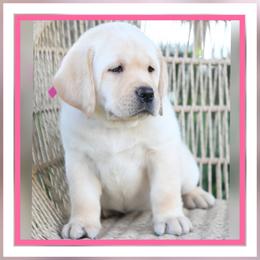 Cleo's Fuchsia - Yellow female Labrador Retriever puppy in Pasco, Washington from ROCK CREEK LABRADORS Pasco, WA