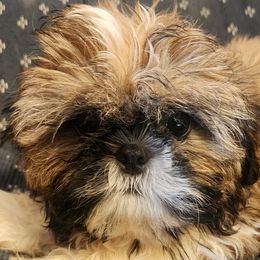 Mal-Shis, Maltese, and Shih Tzus from Natalie's Happy Fur Paw Shih-Tzues and More