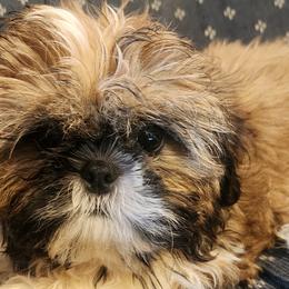 Mal-Shis, Maltese, and Shih Tzus from Natalie's Happy Fur Paw Shih-Tzues and More