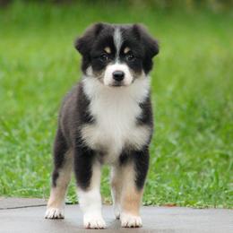 Kona - Black tri female Miniature American Shepherd puppy in Palacios, Texas from Coastal’s Miniature American Shepherds