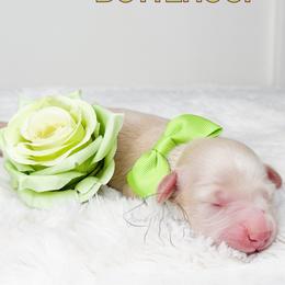 Buttercup - Cream female Dachshund puppy in Redding, California from Jean & Mae Doxies