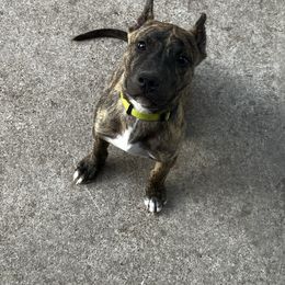 American Bully and American Pit Bull Terrier Puppies from Terminal Velocity Kennels LLC