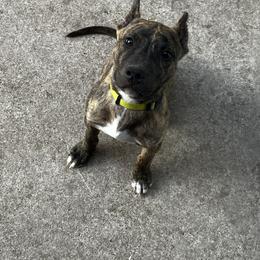 American Bully and American Pit Bull Terrier Puppies from Terminal Velocity Kennels LLC