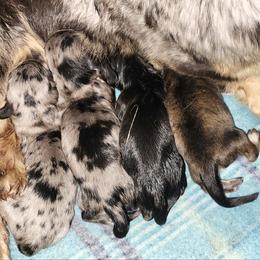 Dachshund Puppies from Roth's wonderful weenies