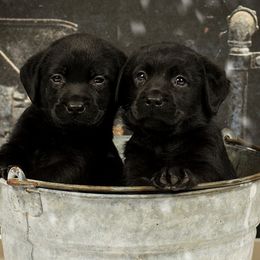 Labrador Retrievers from Hopeville Labradors