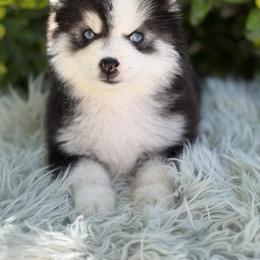 Asher - Black and white male Pomsky puppy in Whittier, California from Legendary Pomskies