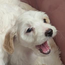 Laura - female Cavapoochon puppy in Poetry, Texas from Darling Doodles of Texas