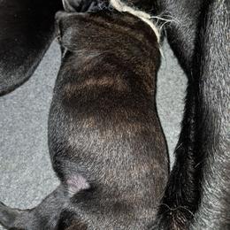 Girl 5 - Black female Cane Corso puppy in Clarksburg, West Virginia from West By God Virginia Cane Corso