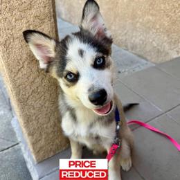 Arrow - Black and white male Pomsky puppy in La Verne, California from Red Cedar Pomskies