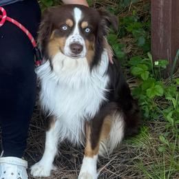Biscuit - Australian Shepherd
