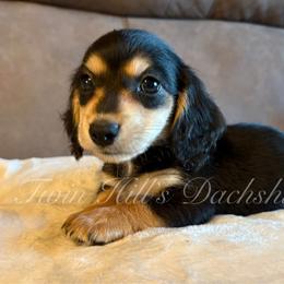 Trenton - Black and cream male Dachshund puppy in Jonesboro, Illinois from Twin Hills Dachshunds