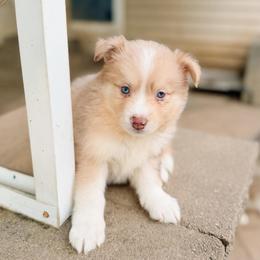 Starling - Merle male Pomsky puppy in Cleveland, Ohio from Lake Point Pomskies