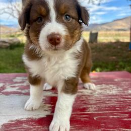 Bling - Red tri-color female Australian Shepherd puppy in Preston, Idaho from KC Bar Ranch Aussies