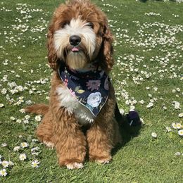 Murphy - Australian Labradoodle