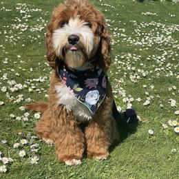 Murphy - Australian Labradoodle