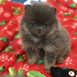 Royal - Blue and tan male Pomeranian puppy in Newport Beach, California from Exotic City Pomeranians and chihuahuas