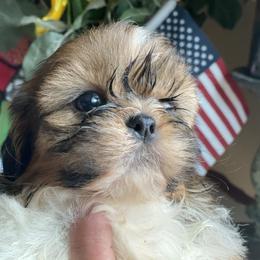 Boy 2 Sunny - Liver and white male Shih Tzu puppy in Troy, Michigan from "Shihtzu Best Friend"