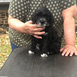 Portuguese Water Dog Puppies from Presidio PWDs