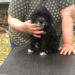 Portuguese Water Dog Puppies from Presidio PWDs