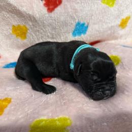 Teal Collar R - Black male Cane Corso puppy in Paris, Texas from Knucklehead Cane Corso