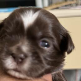 Maltese, Pomeranian, Shih Tzu, and Yorkshire Terrier Puppies from Gibbs Gorgeous Paws LLC