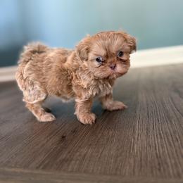 Girl 1 - Lilac female Shih Tzu puppy in Union City, Georgia from Chinx Puppy Songs
