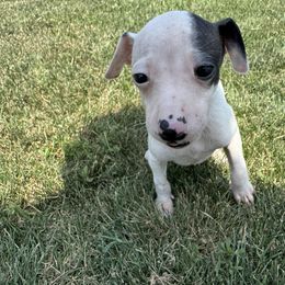Mia - White female Italian Greyhound puppy in Huntsville, Ohio from WAHLTOWAHLIGGYS