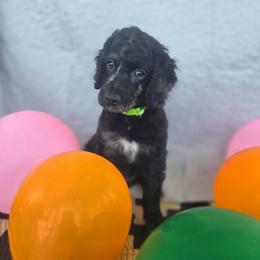 Ivy - Merle female Goldendoodle puppy in Benson, North Carolina from Yvonne❤️Goldendoodles